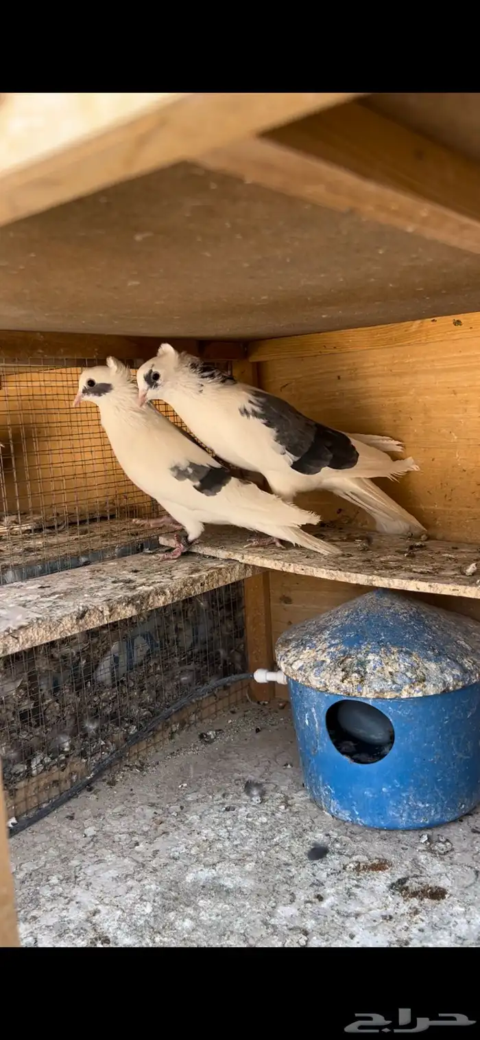 حمام قطيفي للبيع 14