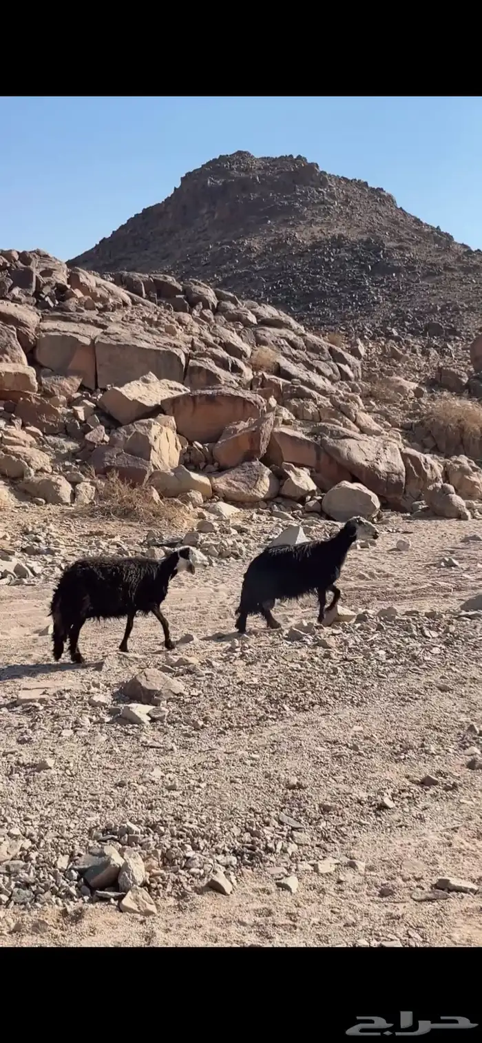 لبيع نعاج مادري عنهم حيال او عشار توي جبت الفحل معهم 0