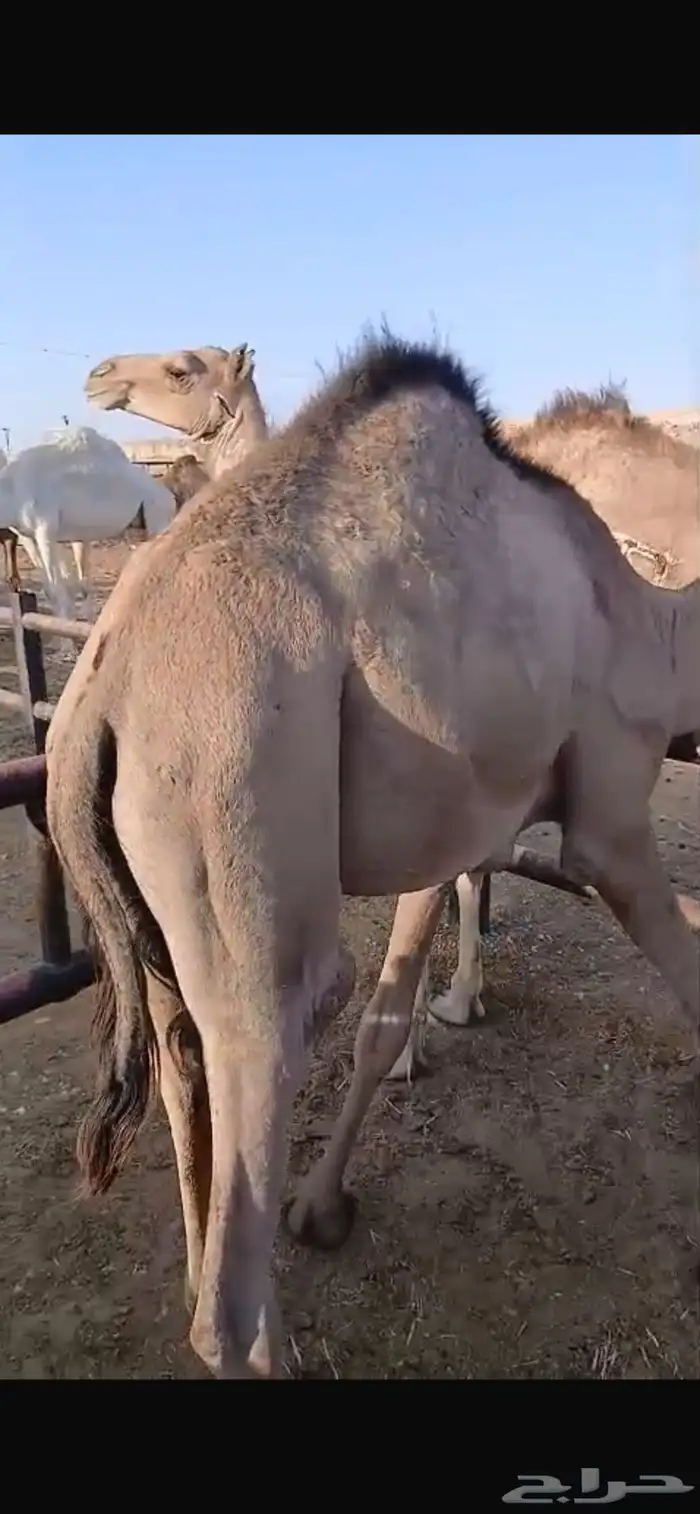 قعدان مستورد مرابي 1