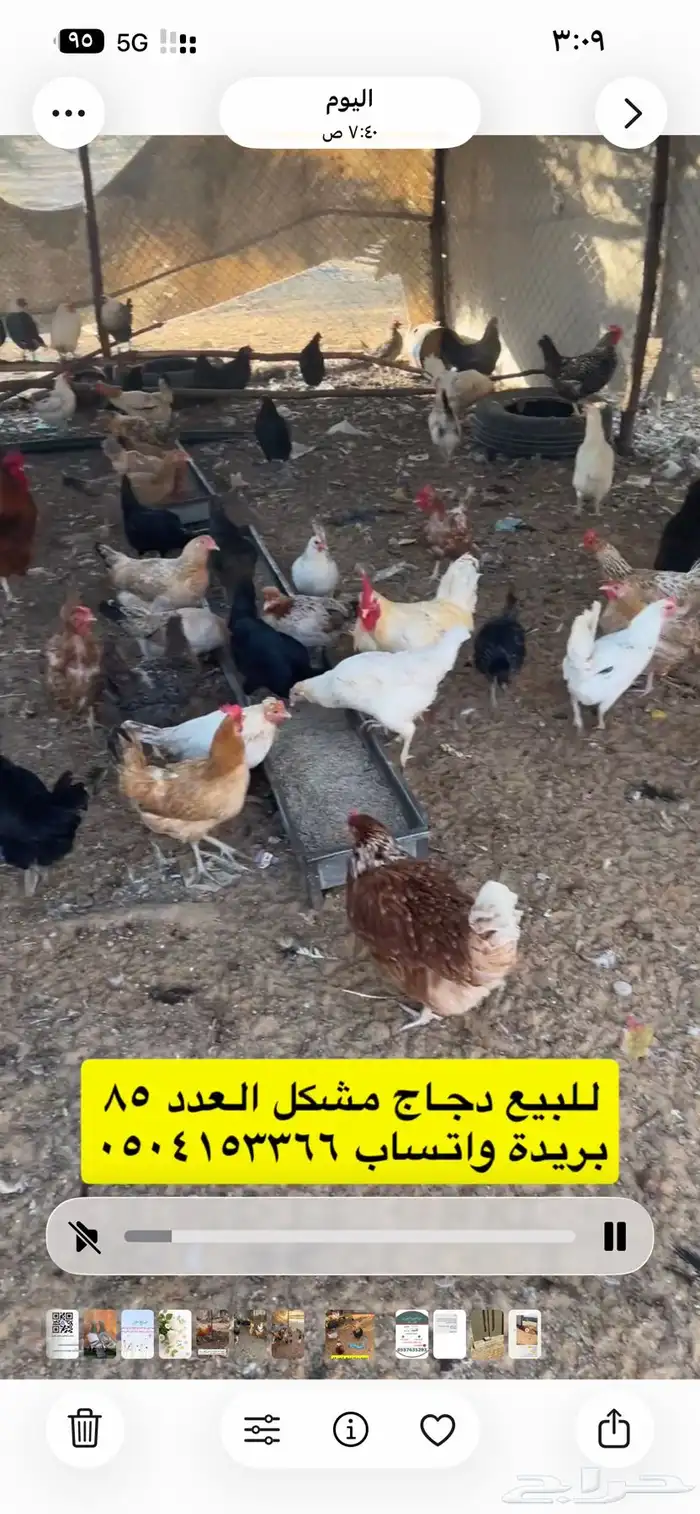 للبيع دجاج مشكل 8
