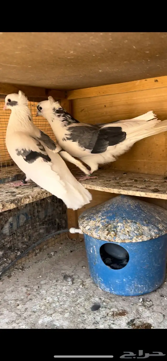 حمام قطيفي للبيع 9