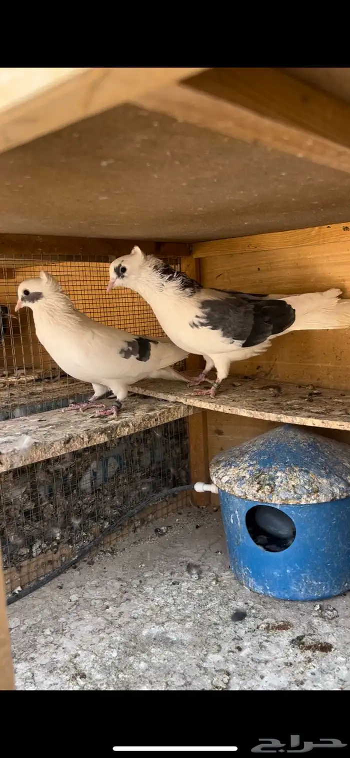 حمام قطيفي للبيع 12