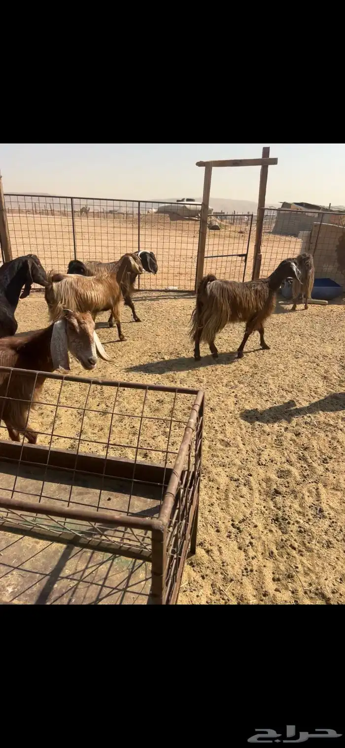 معزا متابيع 8 معها 16 0