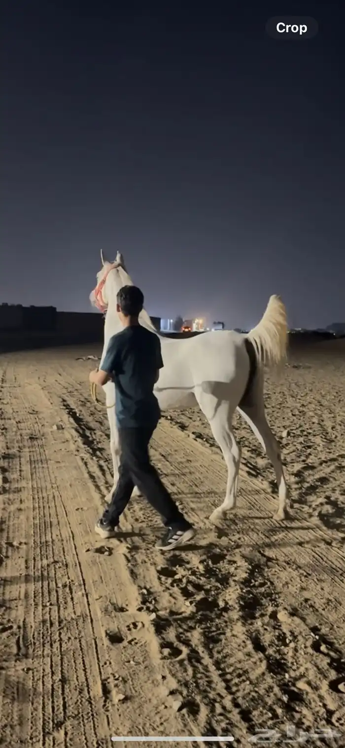 فرس واهو فاخره ونسب قوي 0