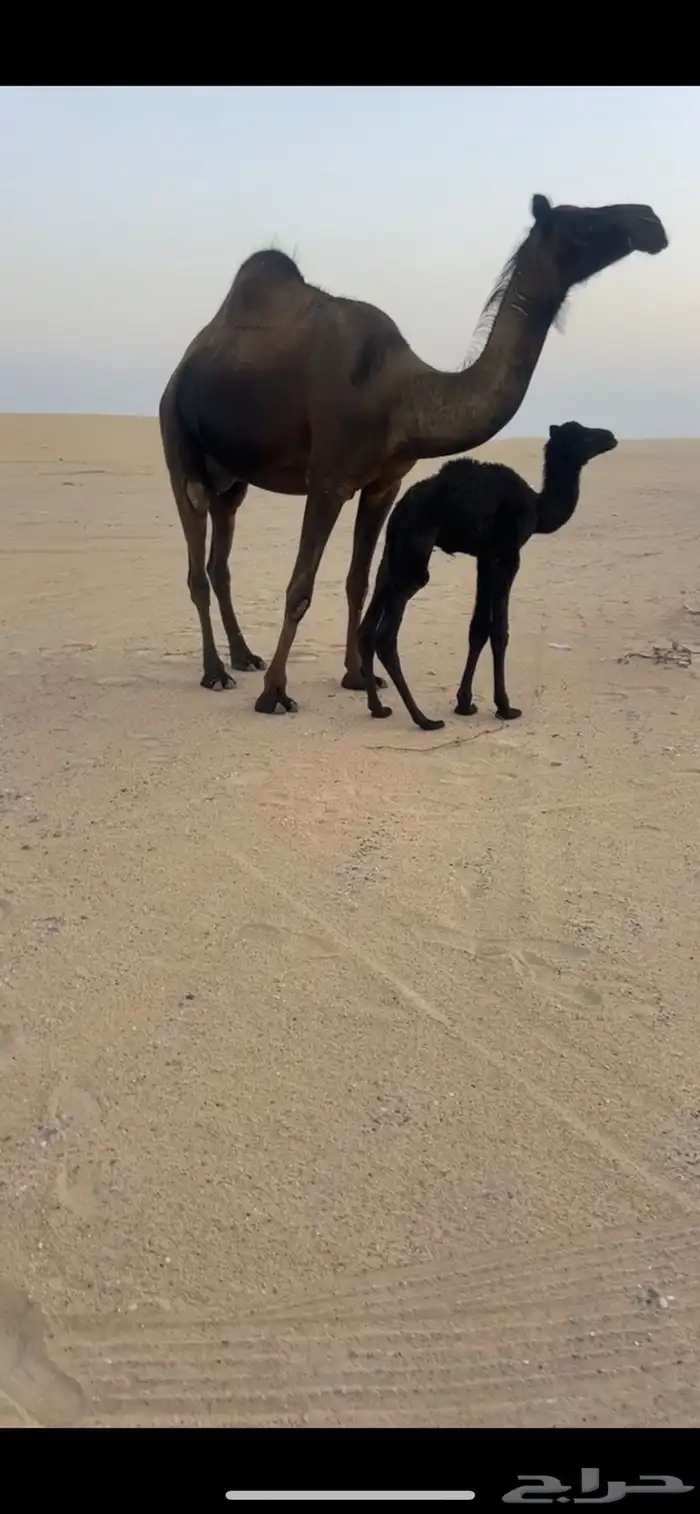 خلفه بكر سلم العذاريب 0