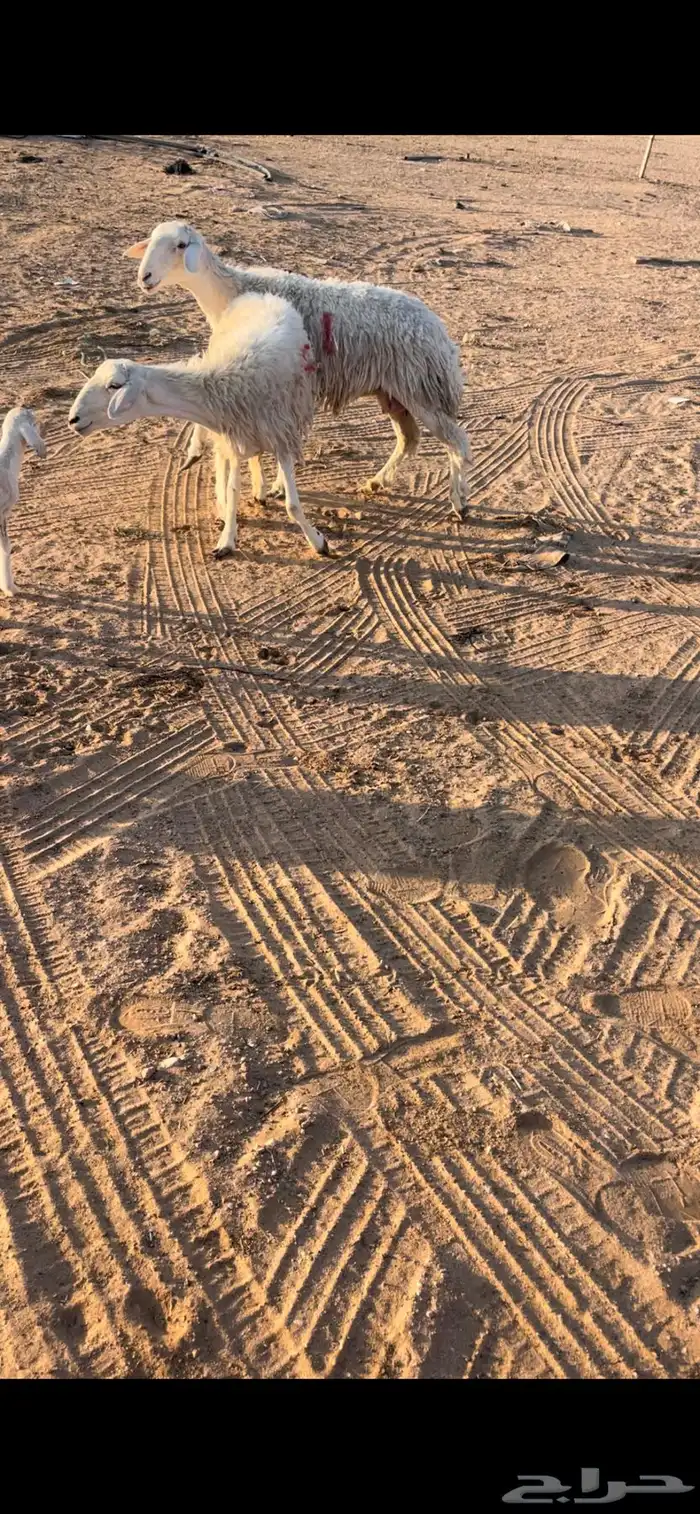 رخال جذعات وثنوات وقليل رباع بفحلها فيها 2 متابيع 13