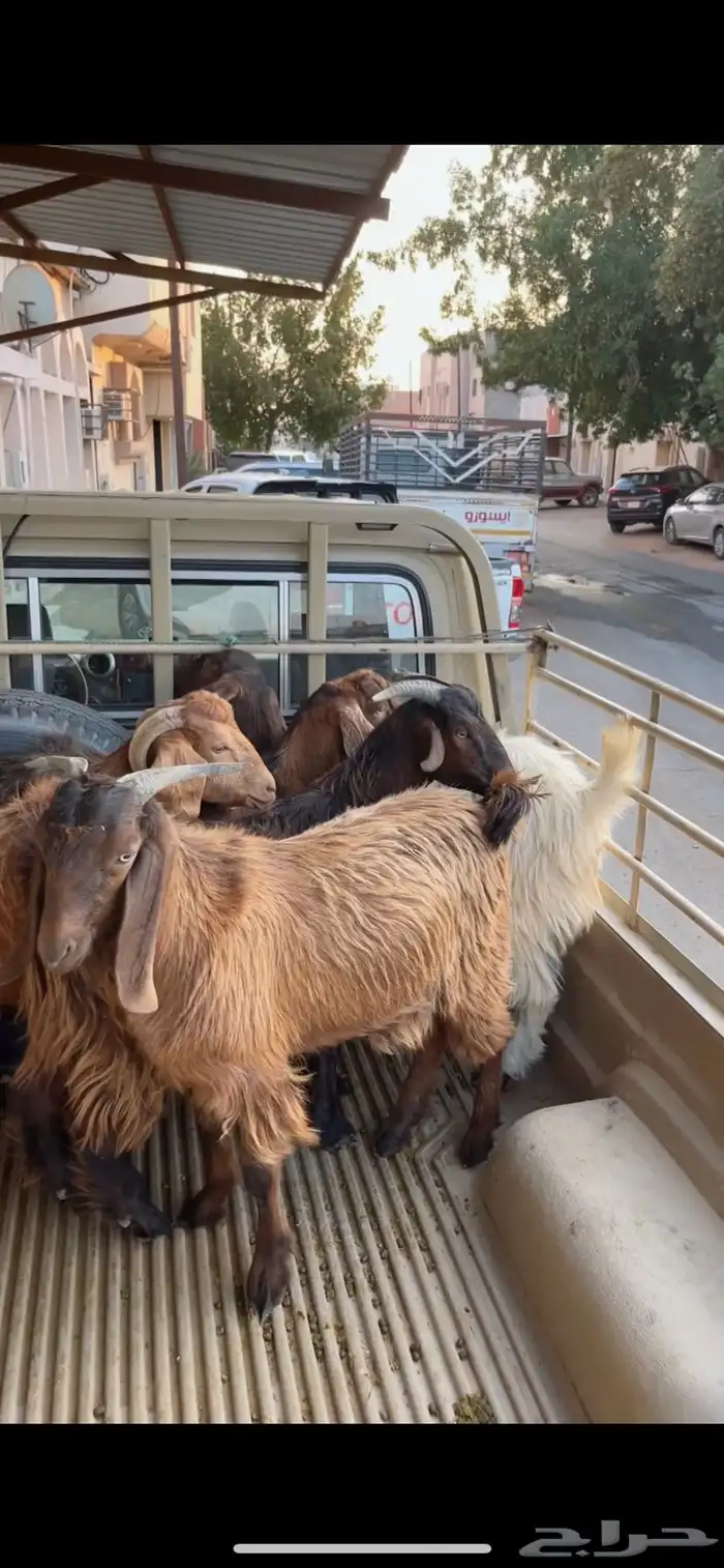 تيوس بريات وفل شحم العدد 5 البيع الف وأربع ميه 3