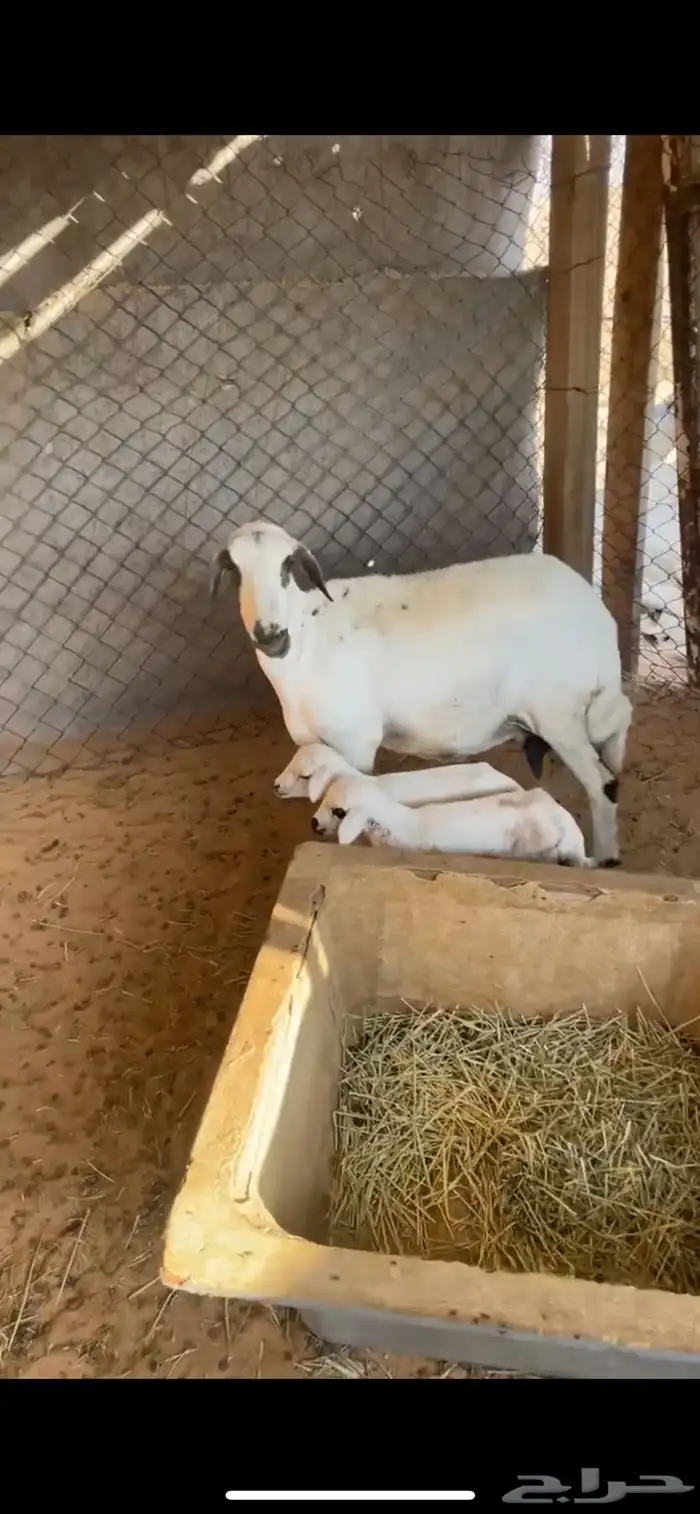 البيع حريه مهجنه متاومه كفو 1