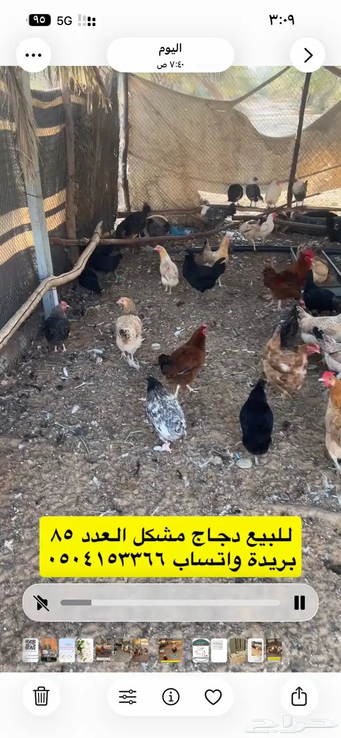 للبيع دجاج مشكل 7