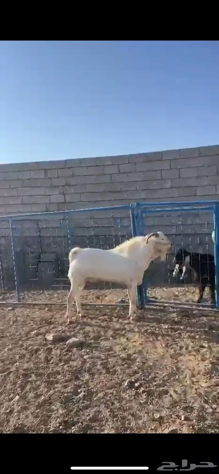 تيس فحل بيشي صنف 0