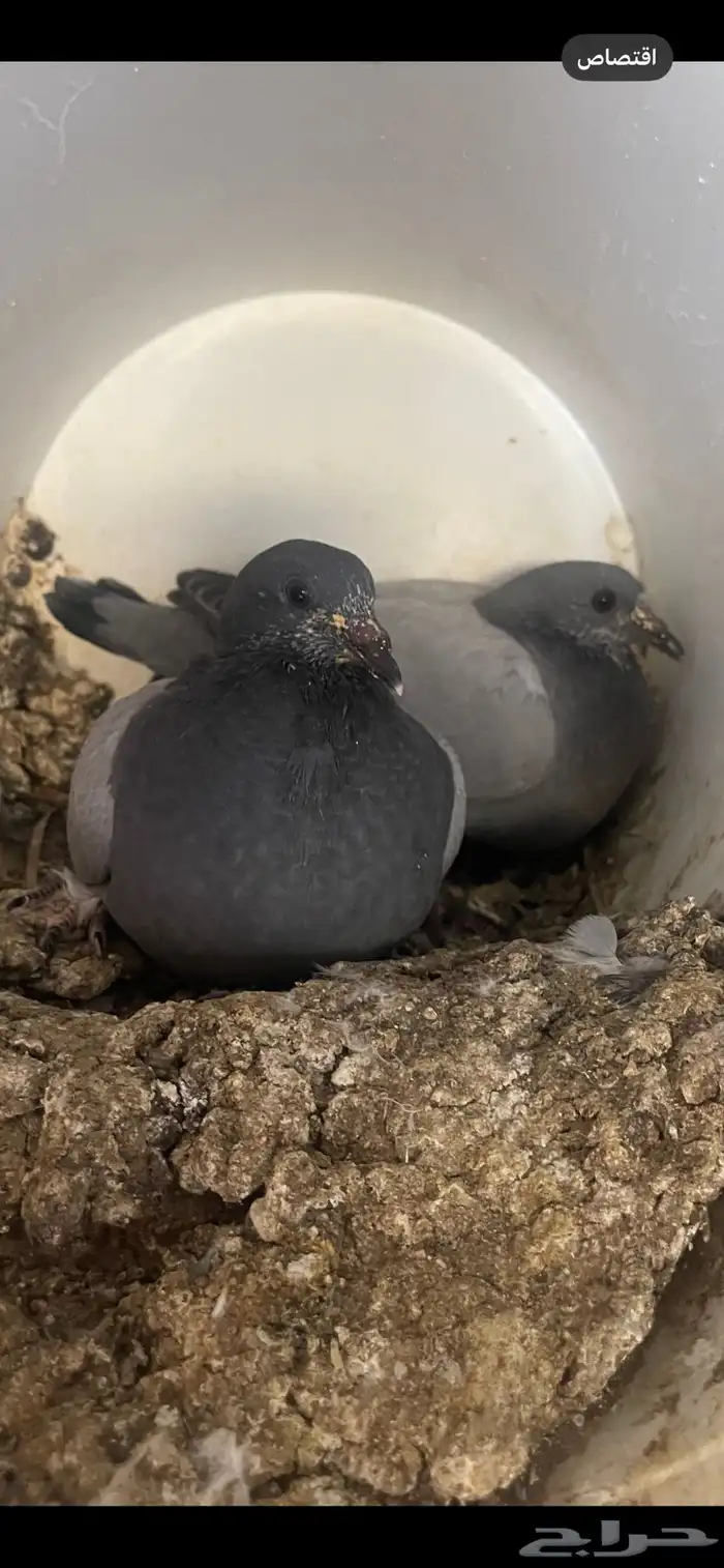 فروخ حمام 1