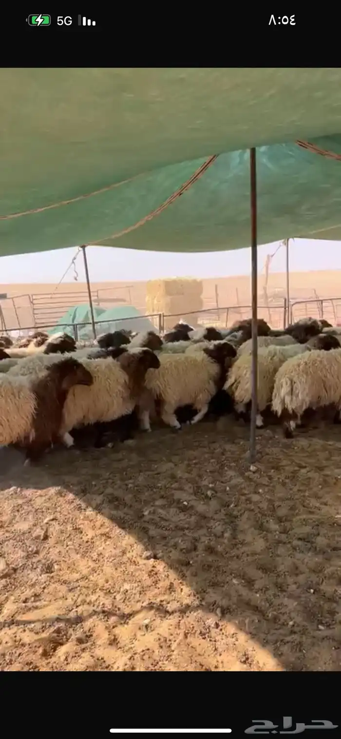 سوق الجربوع الاغنام غرب الرياض 0