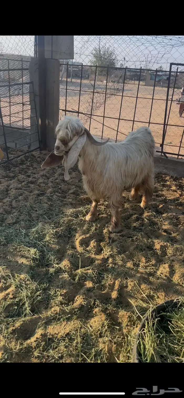 تيس عارضي اصفر 0