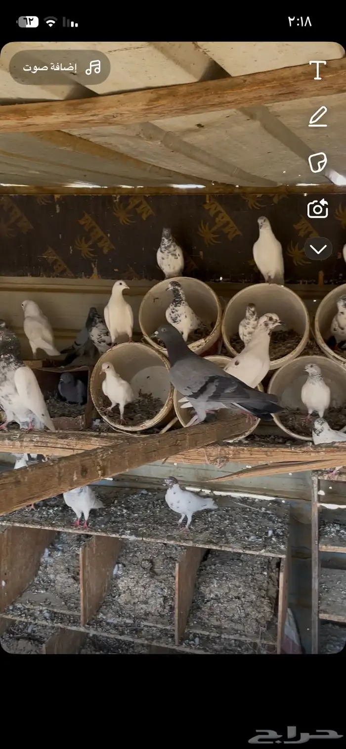 حمام بكستاني بلدي 3