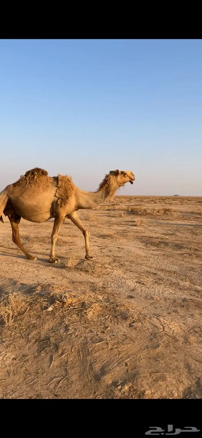 للبيع الناقه الشعلا الكفو ملاقي هدا ورضا 0