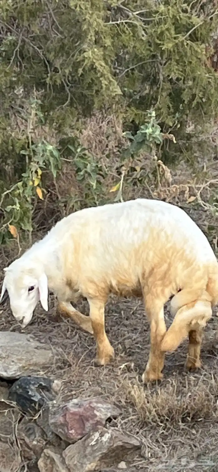 طليان في بلجرشي 5