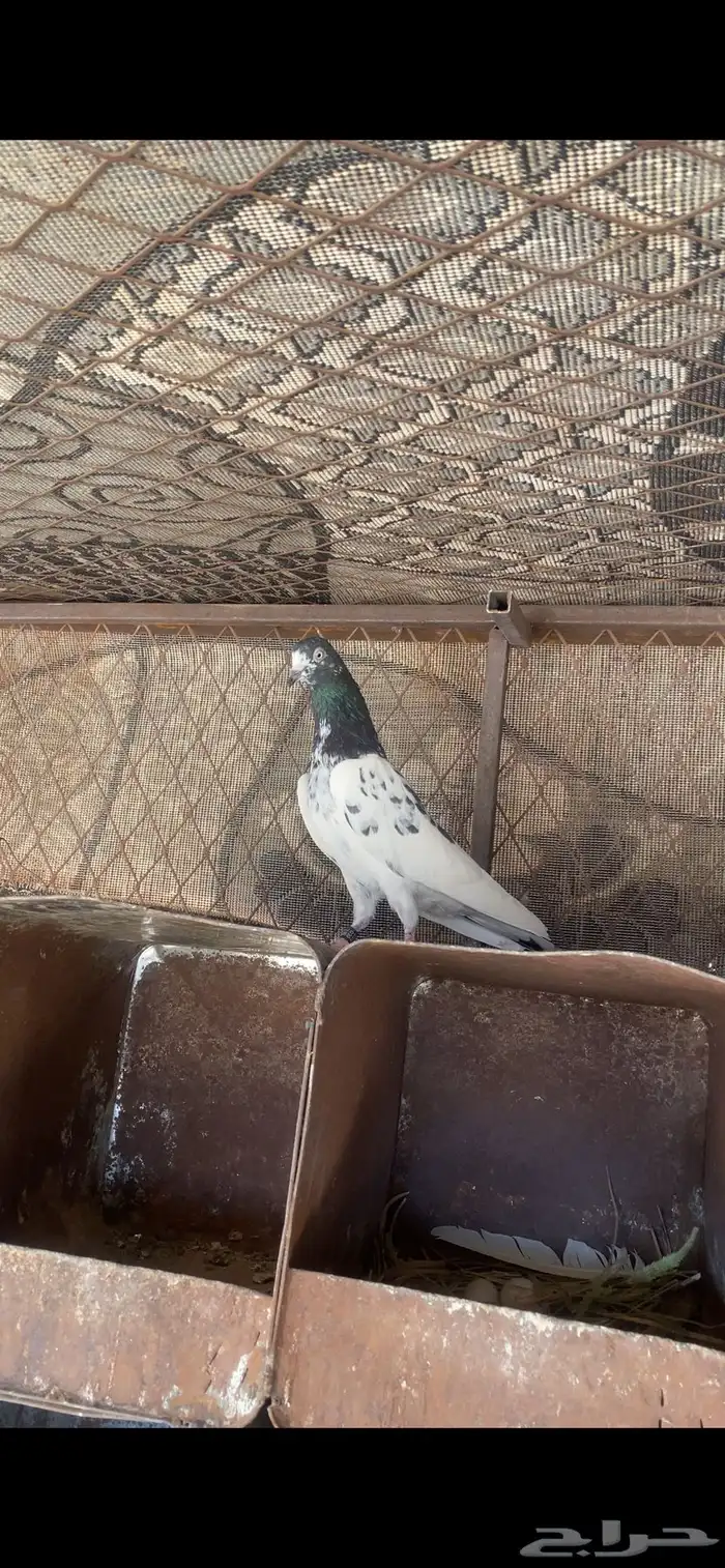 حمام بكستاني تيدي بيور 0