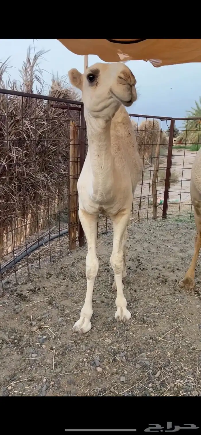 فحل تمامي كفو 2