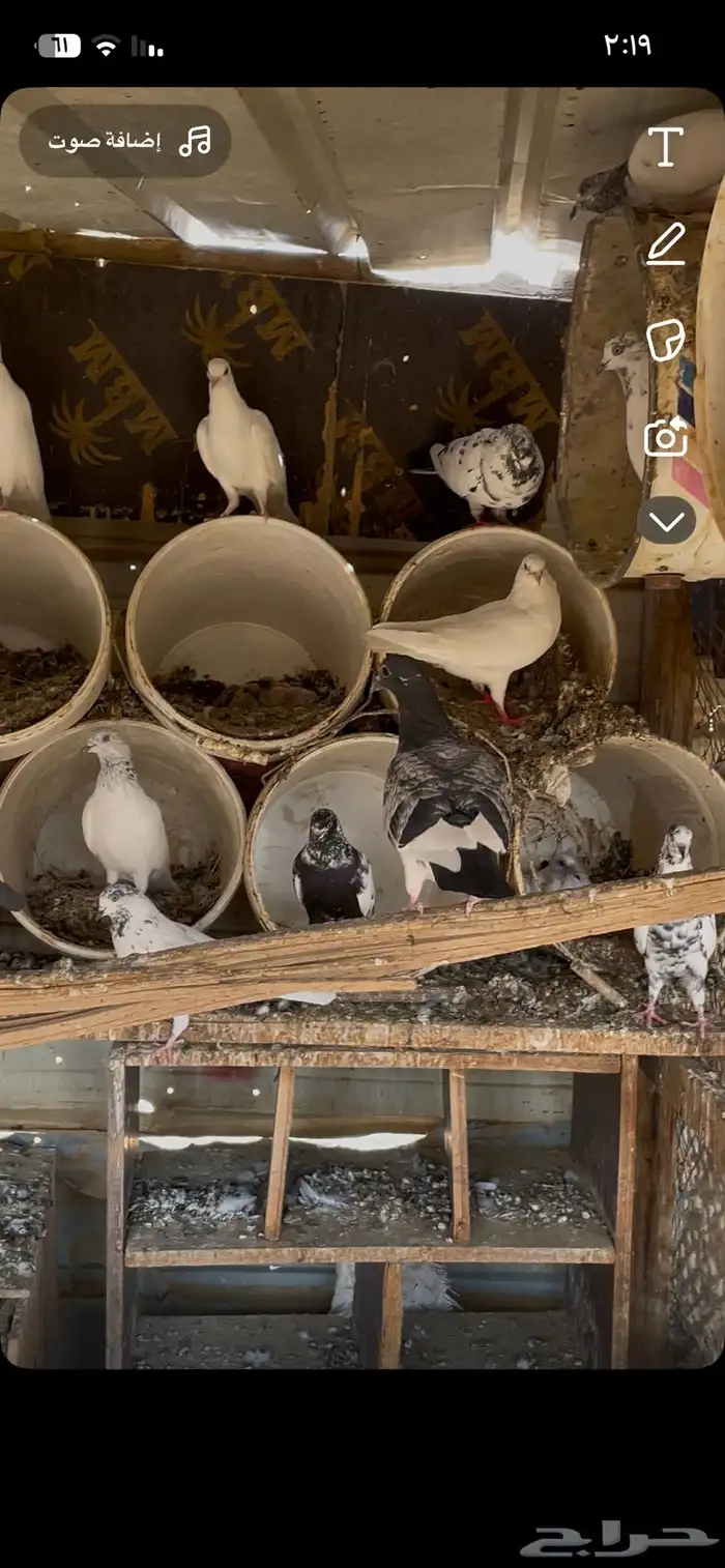 حمام بكستاني بلدي 6