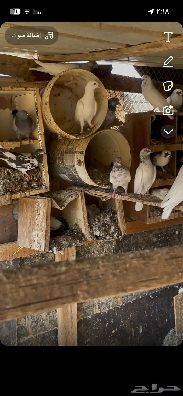 حمام بكستاني بلدي 1