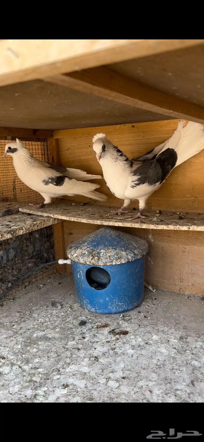 حمام قطيفي للبيع 2