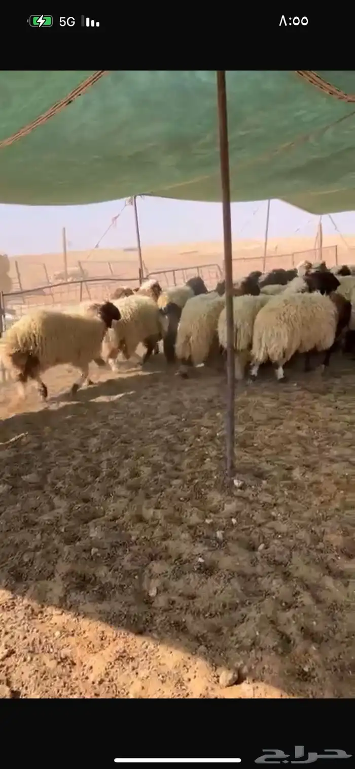 سوق الجربوع الاغنام غرب الرياض 5