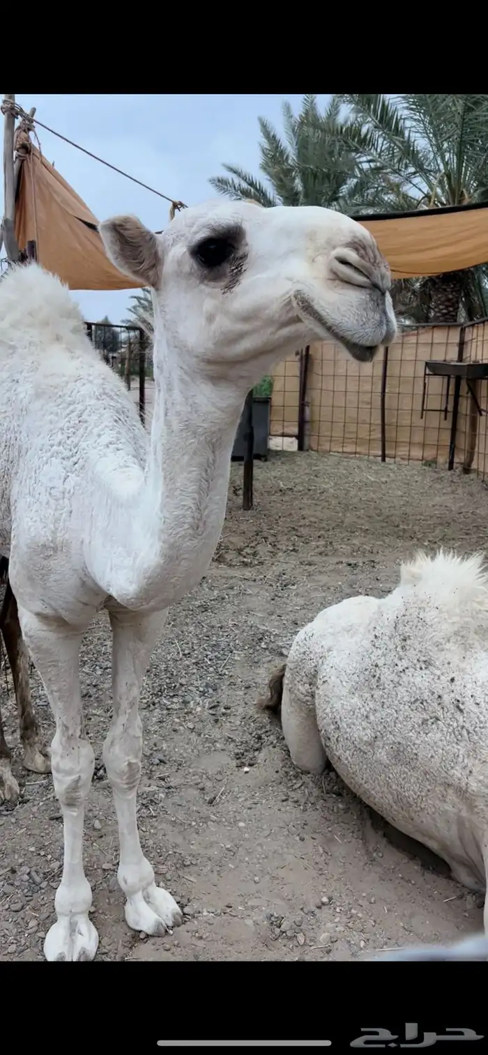 فحل تمامي كفو 3