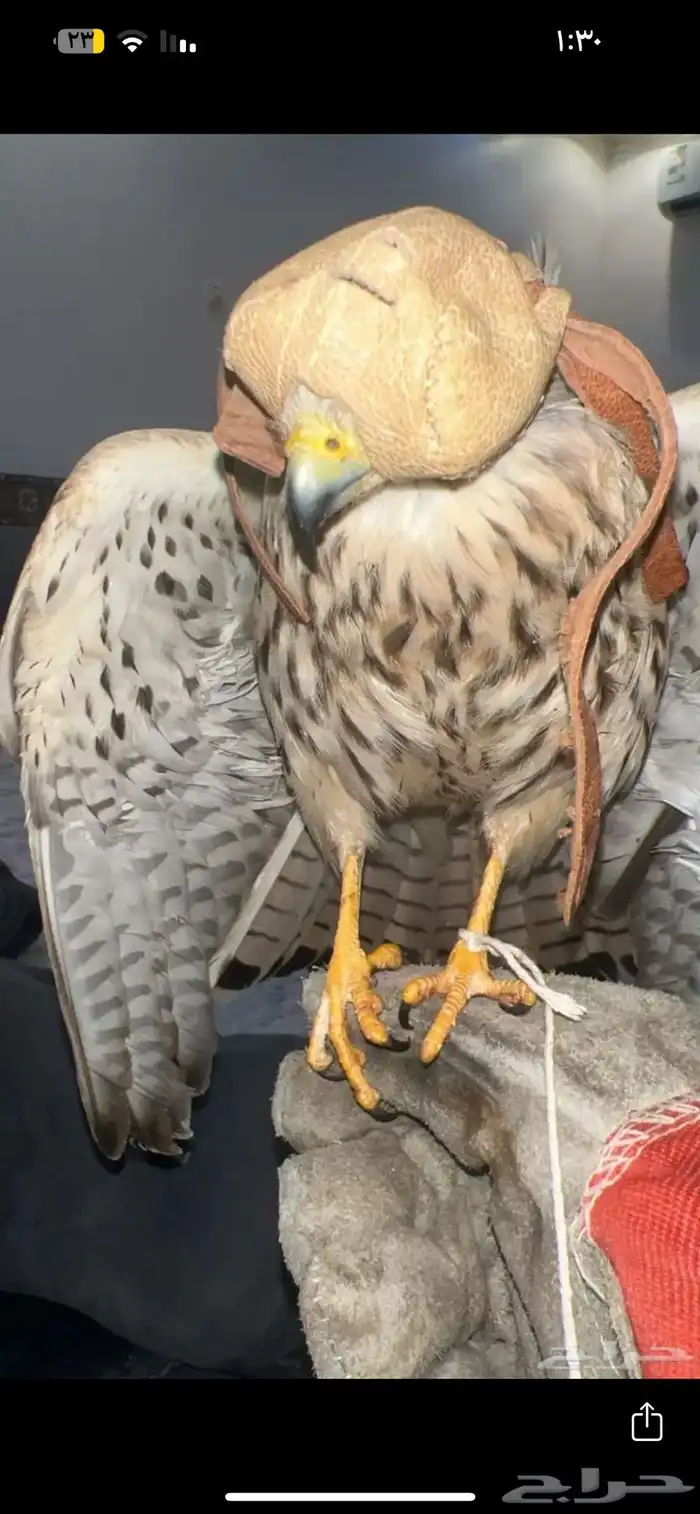 شبوط باشق حميميج للبيع 0