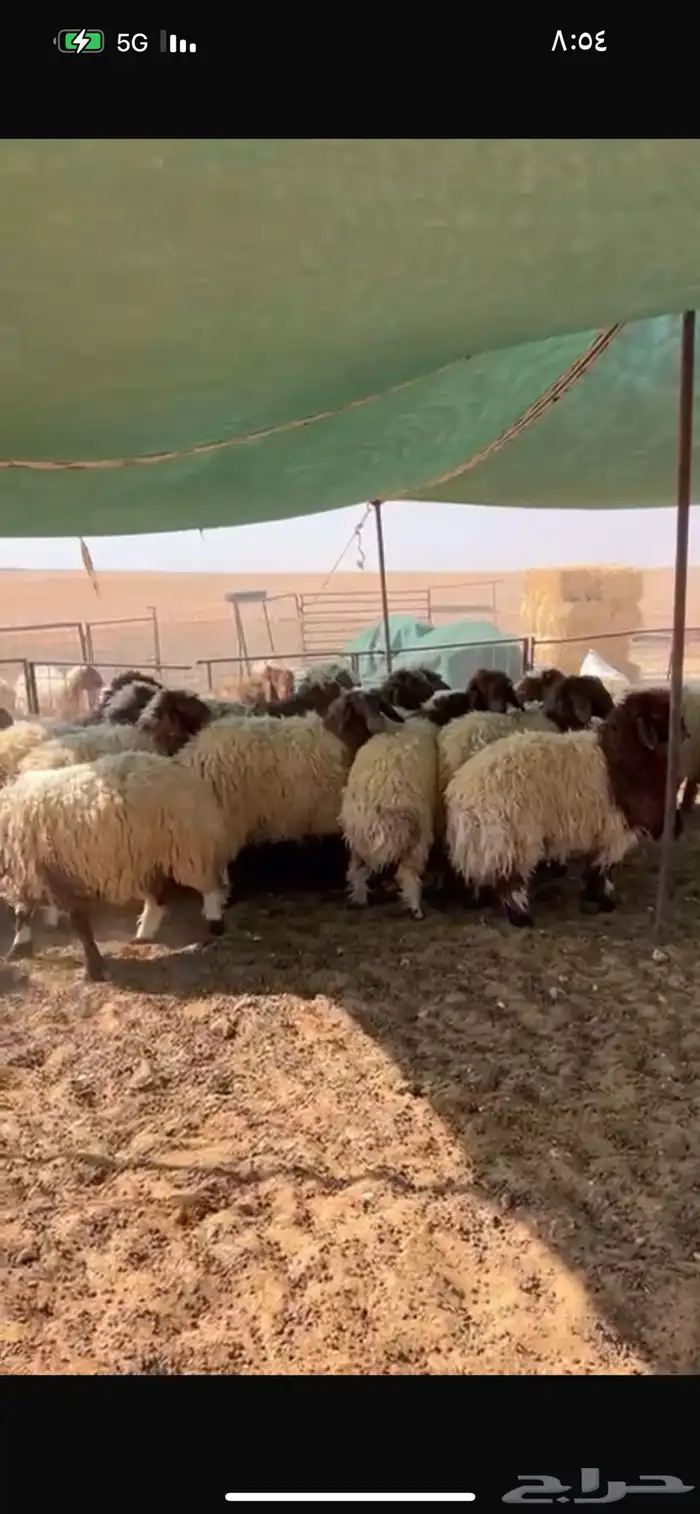 سوق الجربوع الاغنام غرب الرياض 1