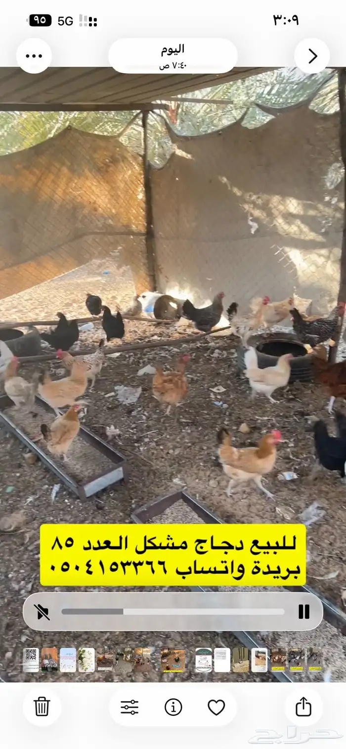 للبيع دجاج مشكل 3