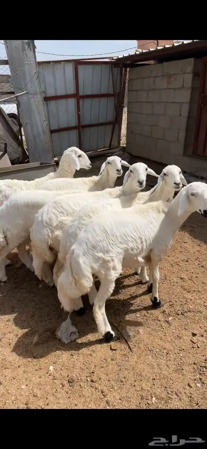 رخال صنففف تم البيع 2