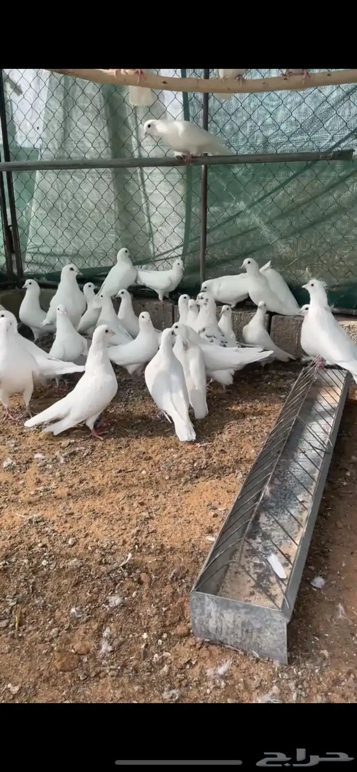 حمام فرنسي 0