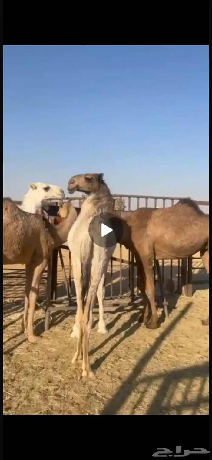 راسه فردي مزاين 1