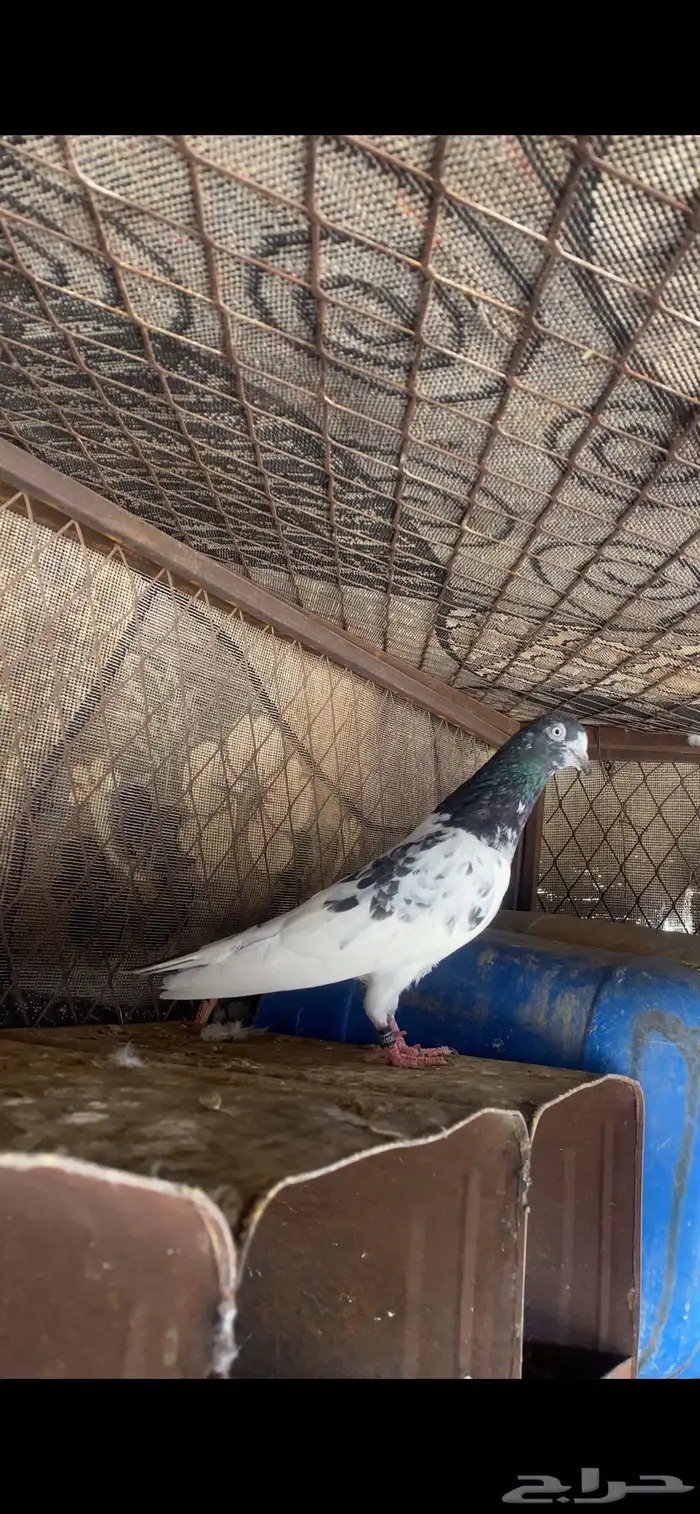 حمام بكستاني تيدي بيور 2