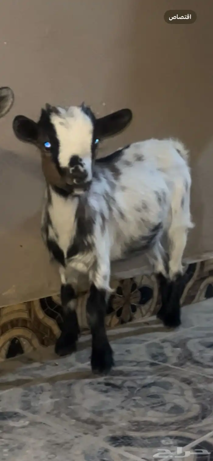 ماعز قزم جفره تشيكي العمر 3 شهور سلييمه من جميع العذاريب 0