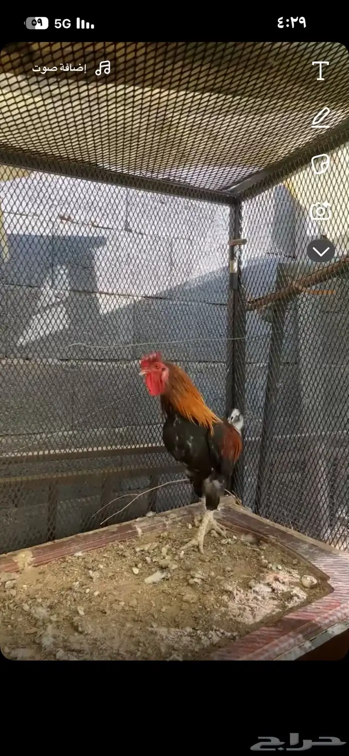 للبيع ديك عربي افرق شرط إضراب وا اذان وسليم من الامراض 0