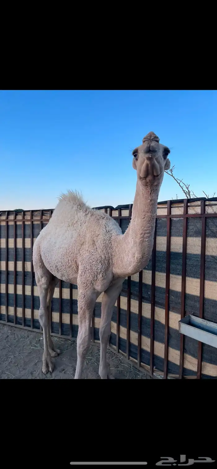 قعود للبيع 2