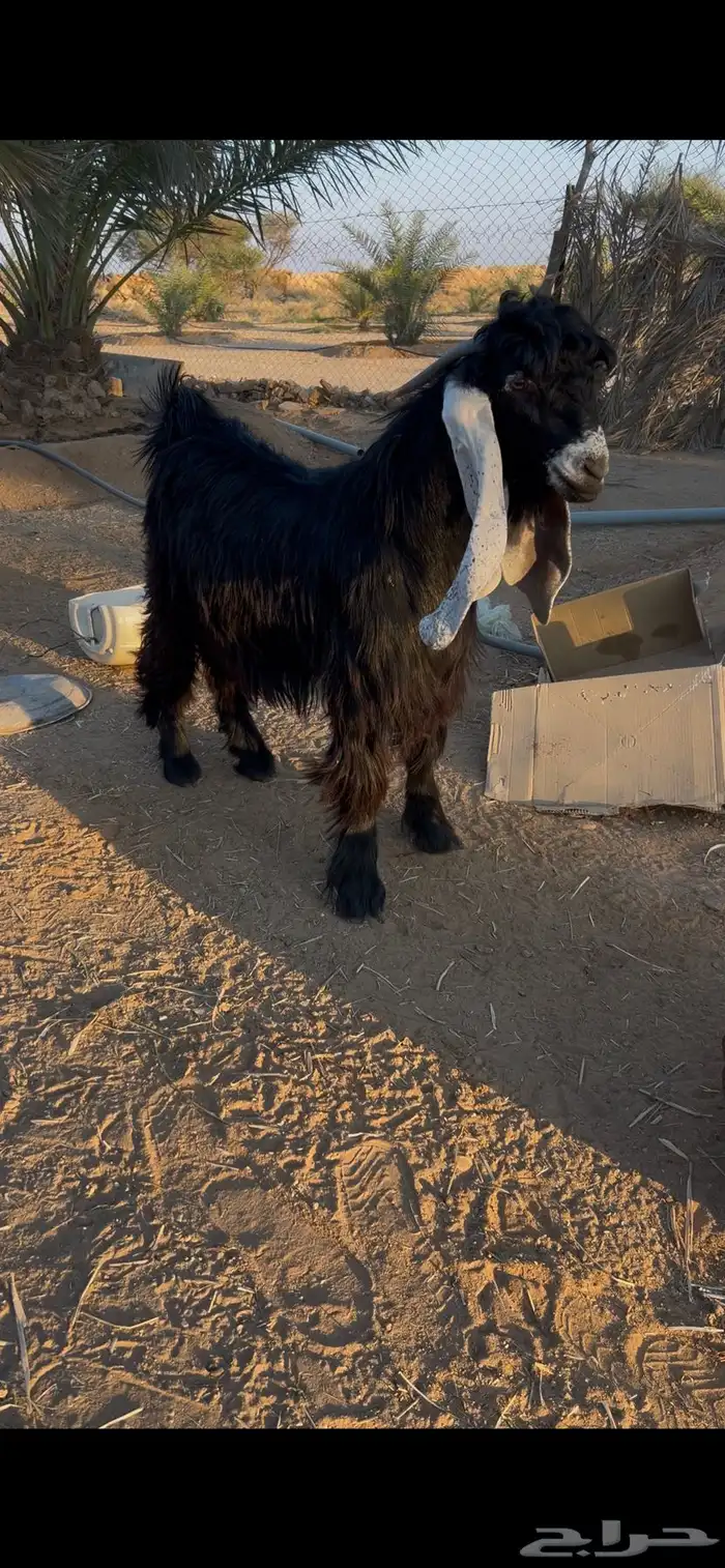 تيس عارضي خصم جذع 0