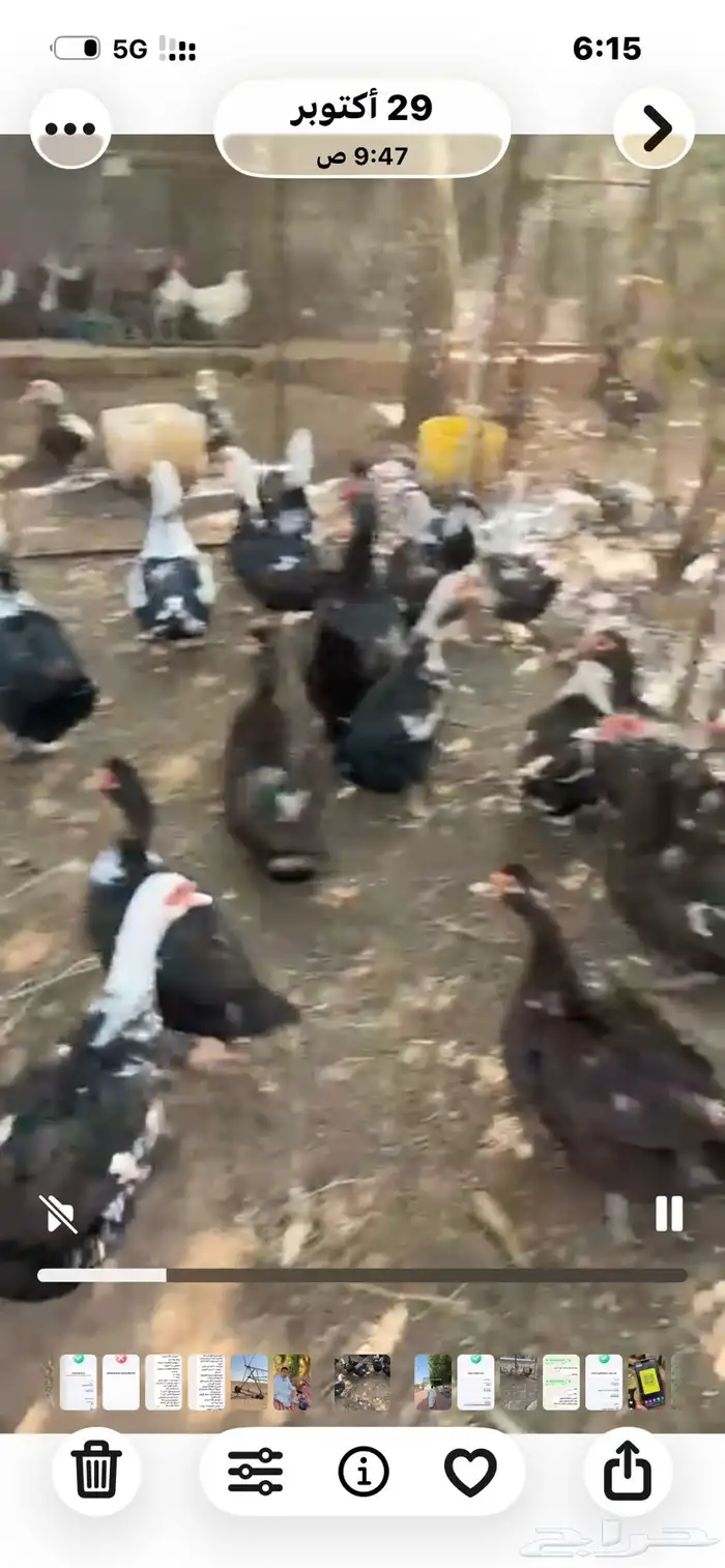 للبيع بط مسكوفي بح طيب 2