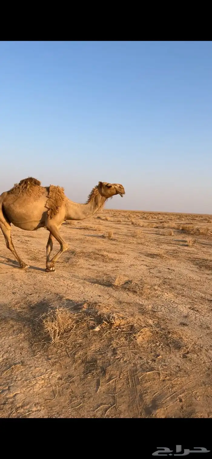 للبيع الناقه الشعلا الكفو ملاقي هدا ورضا 1