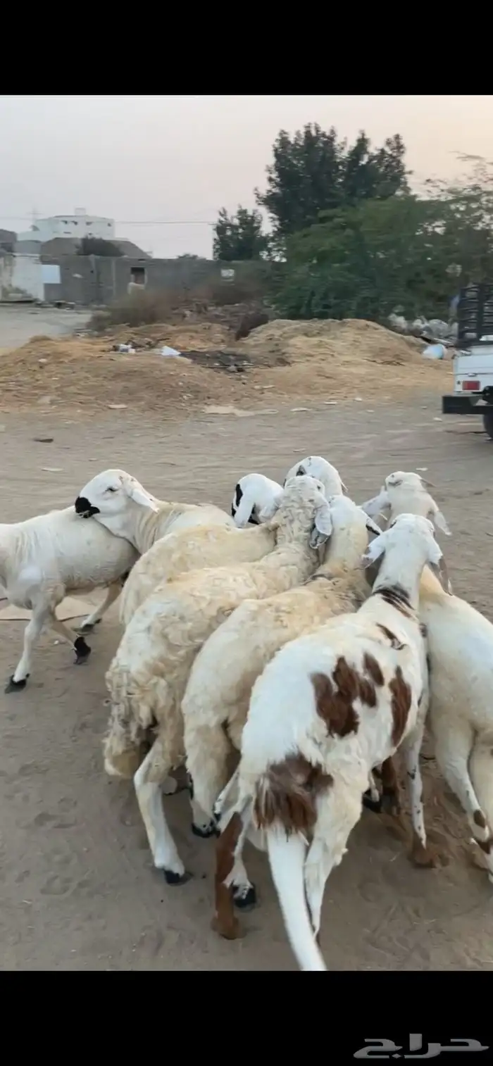 8 سواكني تربيه 4 شهور 1