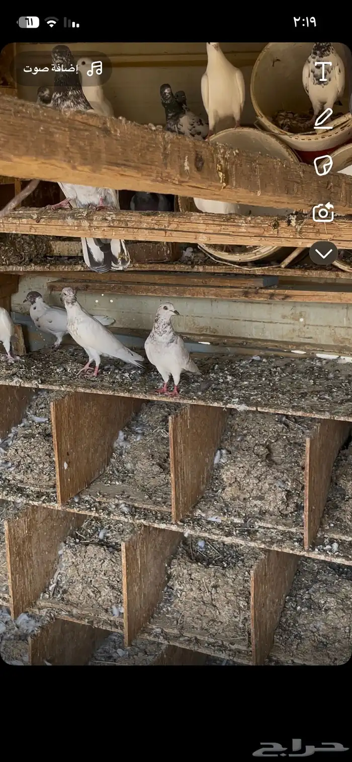 حمام بكستاني بلدي 5