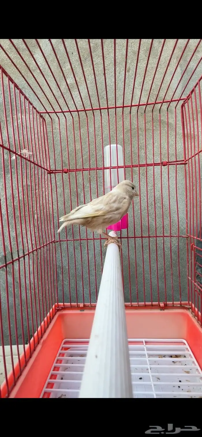 ماشاءالله ذكر كناري كريمي تغريد 0