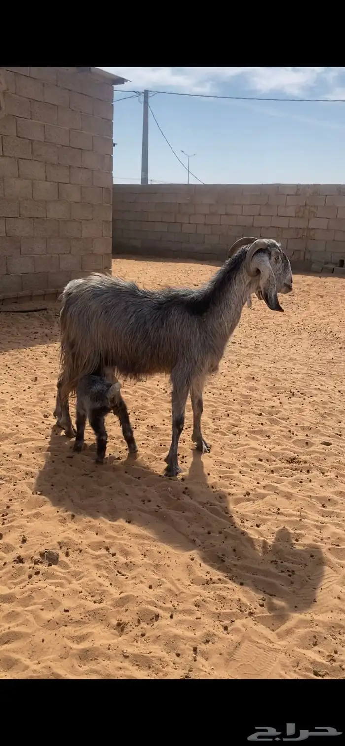 عنز شامية معها جفرة 0