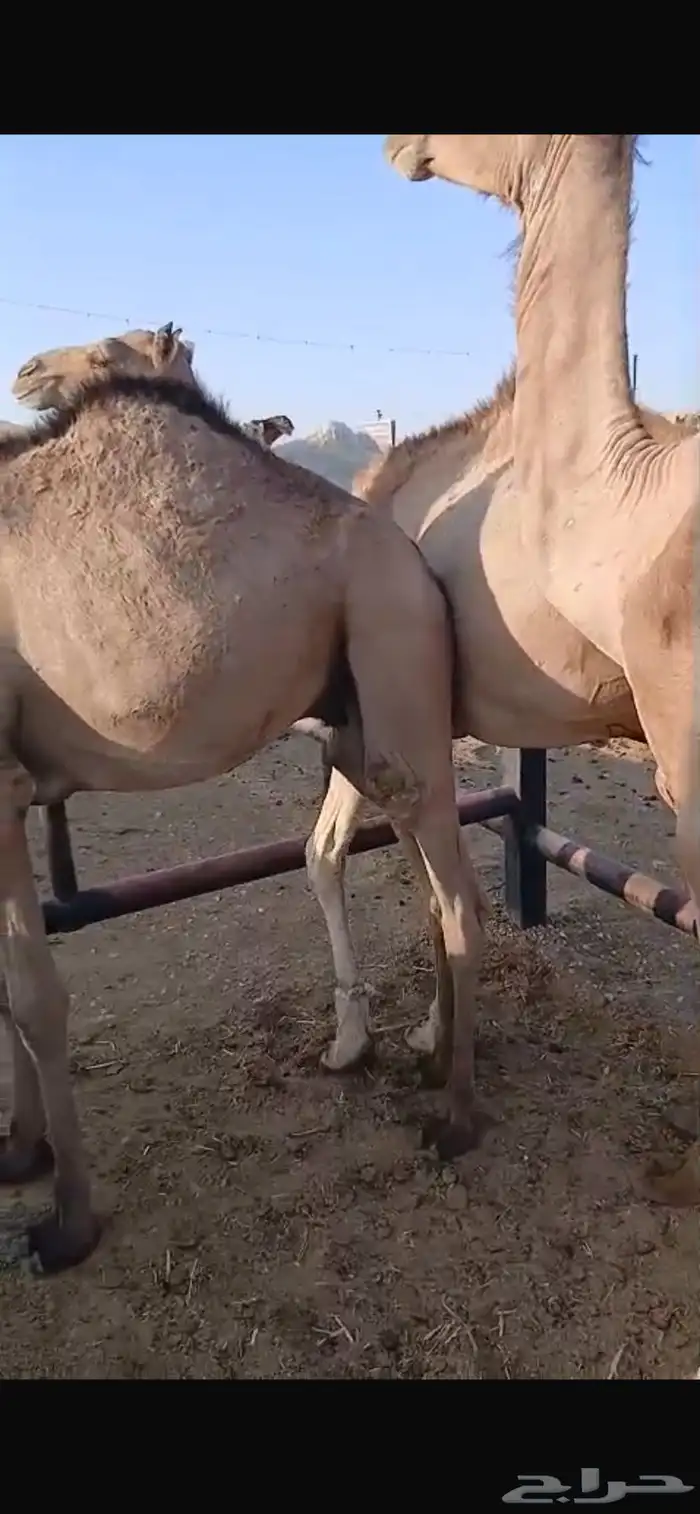 قعدان مستورد مرابي 3