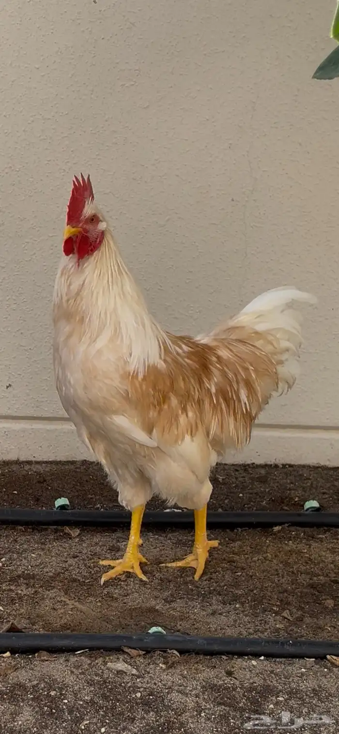 ديك لوهمان براون بيور تم البيع 0