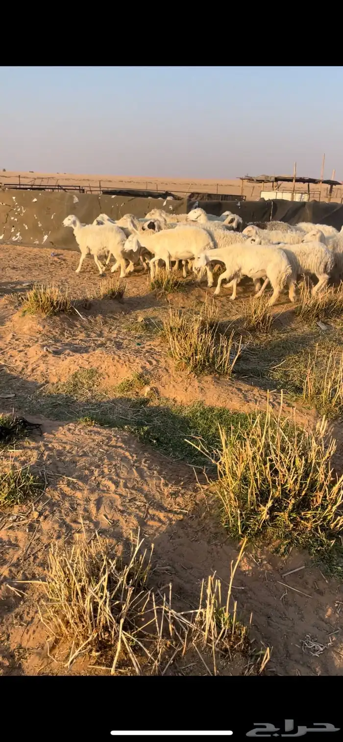 رخال جذعات وثنوات وقليل رباع بفحلها فيها 2 متابيع 12