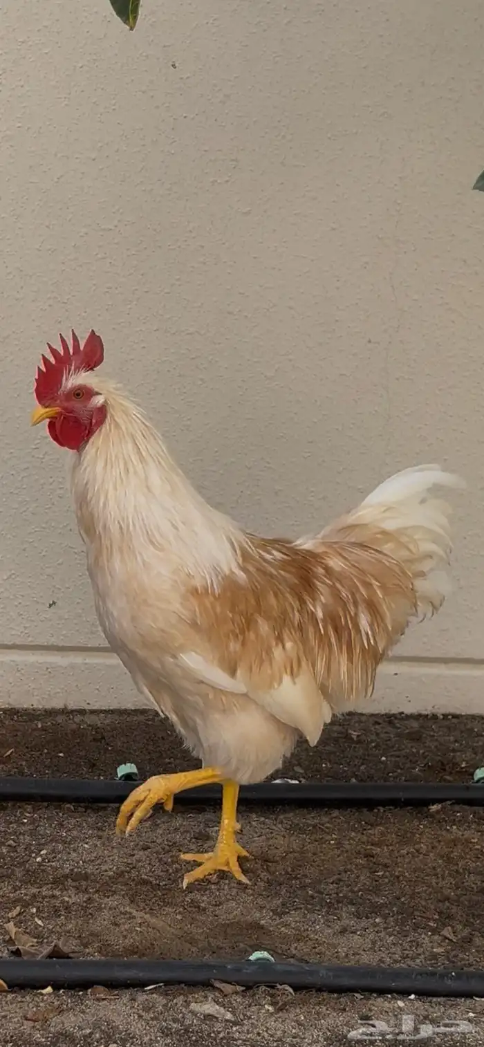 ديك لوهمان براون بيور تم البيع 2