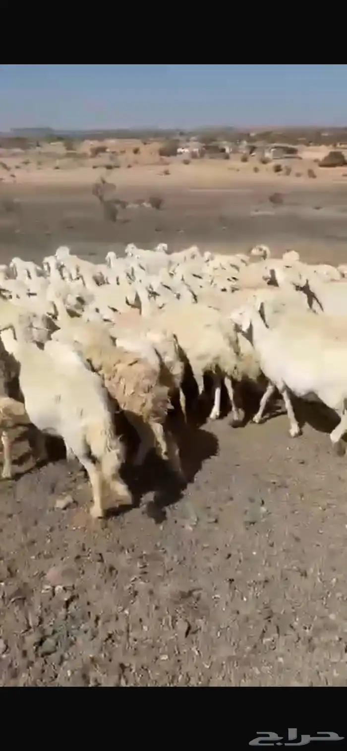 للبيع ضان حريات 0