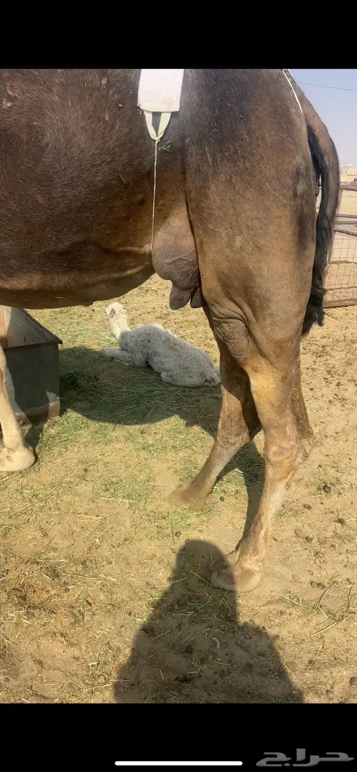 خلفه نفس وحليب على الشرط 1